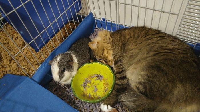 People Are Sharing Pics Of Their Cats Acting Weird (Add Yours)