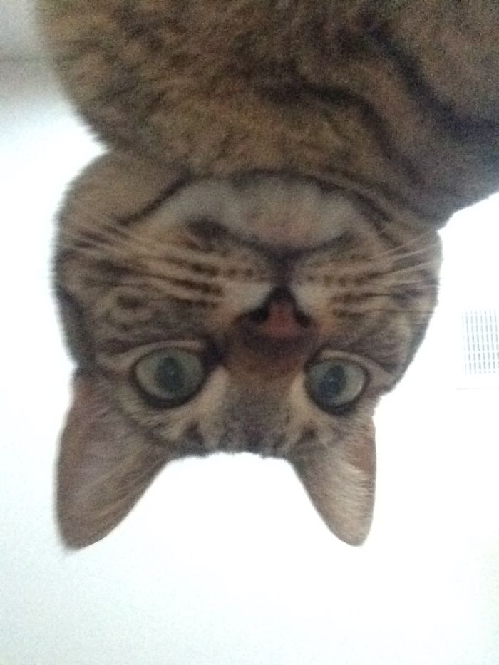 People Are Sharing Pics Of Their Cats Acting Weird (Add Yours)