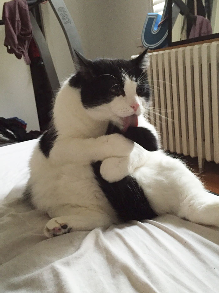 People Are Sharing Pics Of Their Cats Acting Weird (Add Yours)