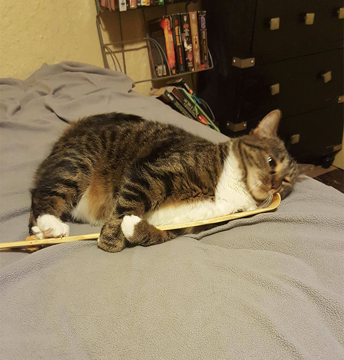 People Are Sharing Pics Of Their Cats Acting Weird (Add Yours)