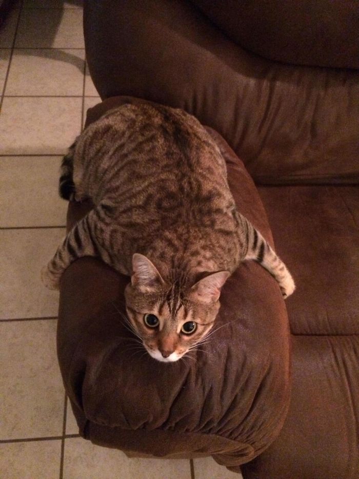 People Are Sharing Pics Of Their Cats Acting Weird (Add Yours)