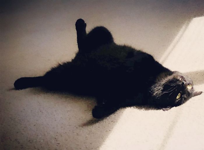 People Are Sharing Pics Of Their Cats Acting Weird (Add Yours)