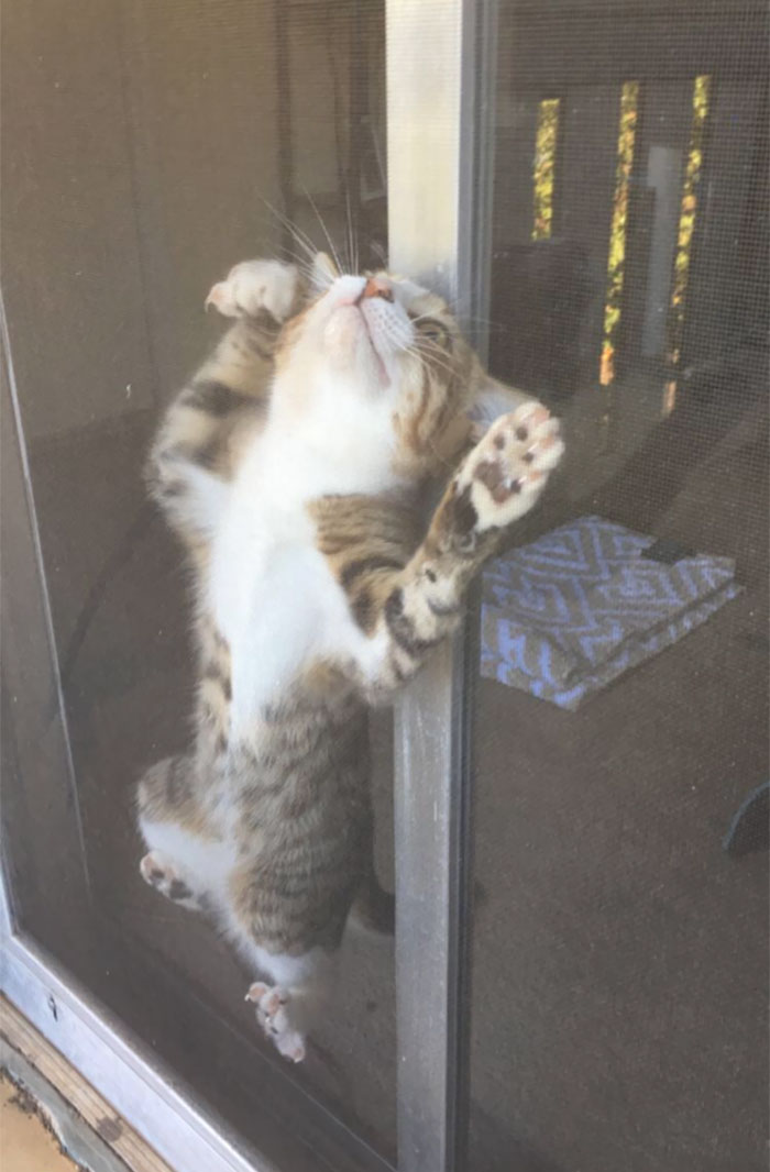 People Are Sharing Pics Of Their Cats Acting Weird (Add Yours)