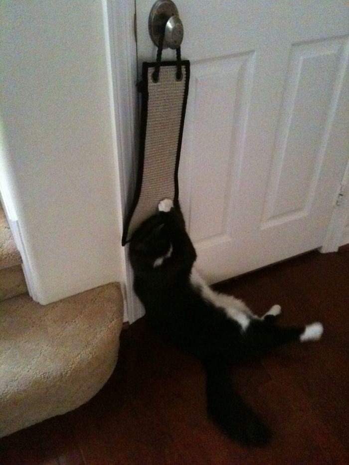 People Are Sharing Pics Of Their Cats Acting Weird (Add Yours)