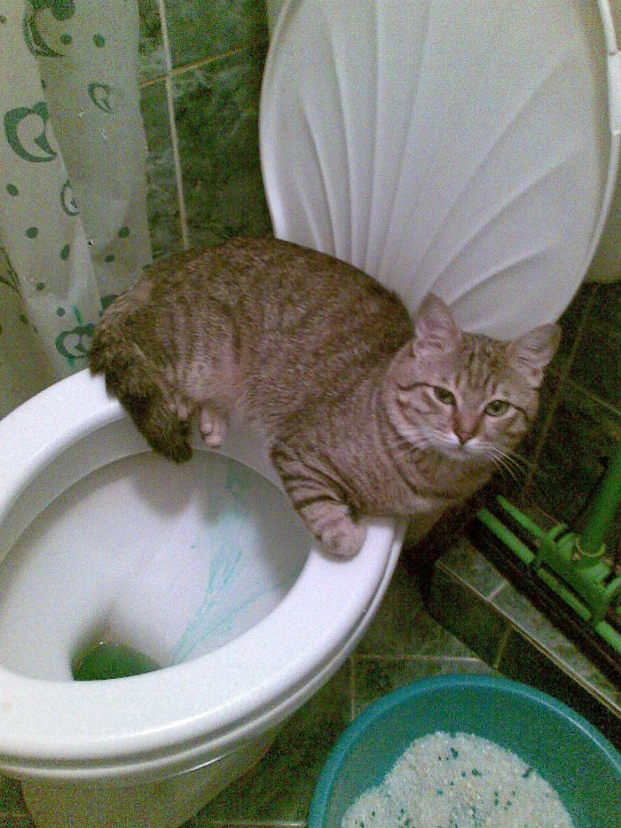 People Are Sharing Pics Of Their Cats Acting Weird (Add Yours)