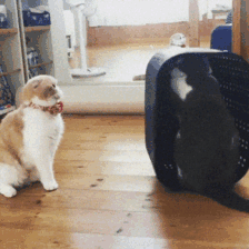 People Are Sharing Pics Of Their Cats Acting Weird (Add Yours)