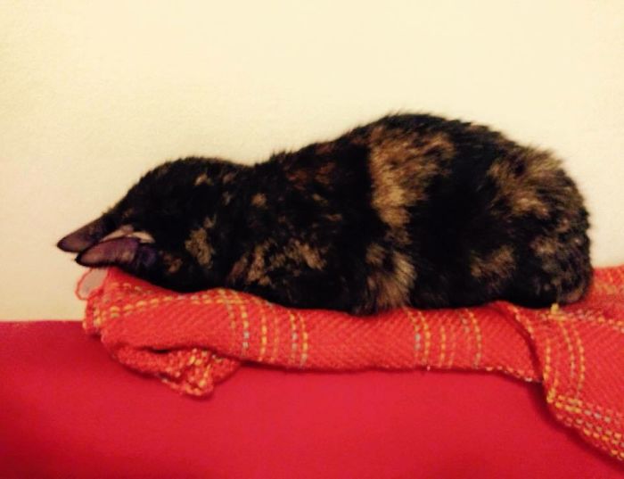 People Are Sharing Pics Of Their Cats Acting Weird (Add Yours)