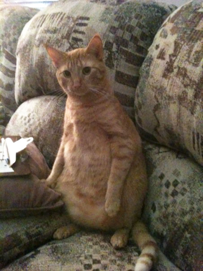 People Are Sharing Pics Of Their Cats Acting Weird (Add Yours)