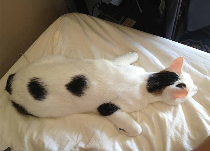 People Are Sharing Pics Of Their Cats Acting Weird (Add Yours)