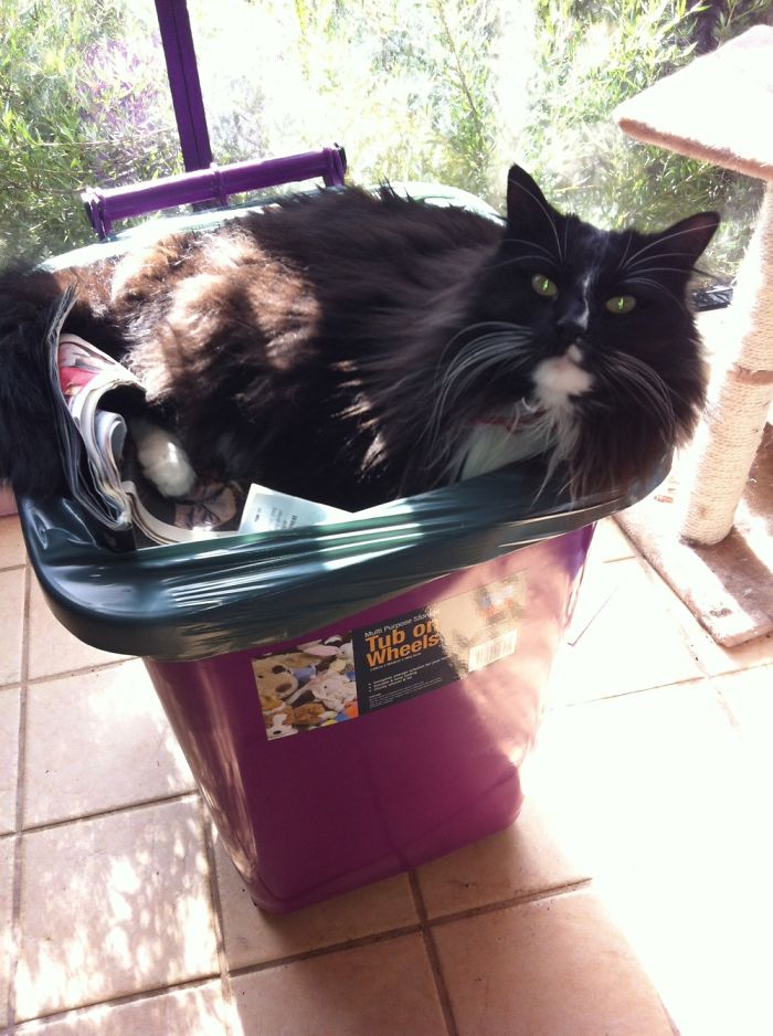 People Are Sharing Pics Of Their Cats Acting Weird (Add Yours)