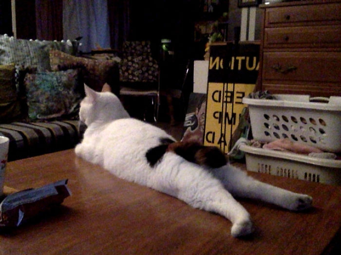 People Are Sharing Pics Of Their Cats Acting Weird (Add Yours)