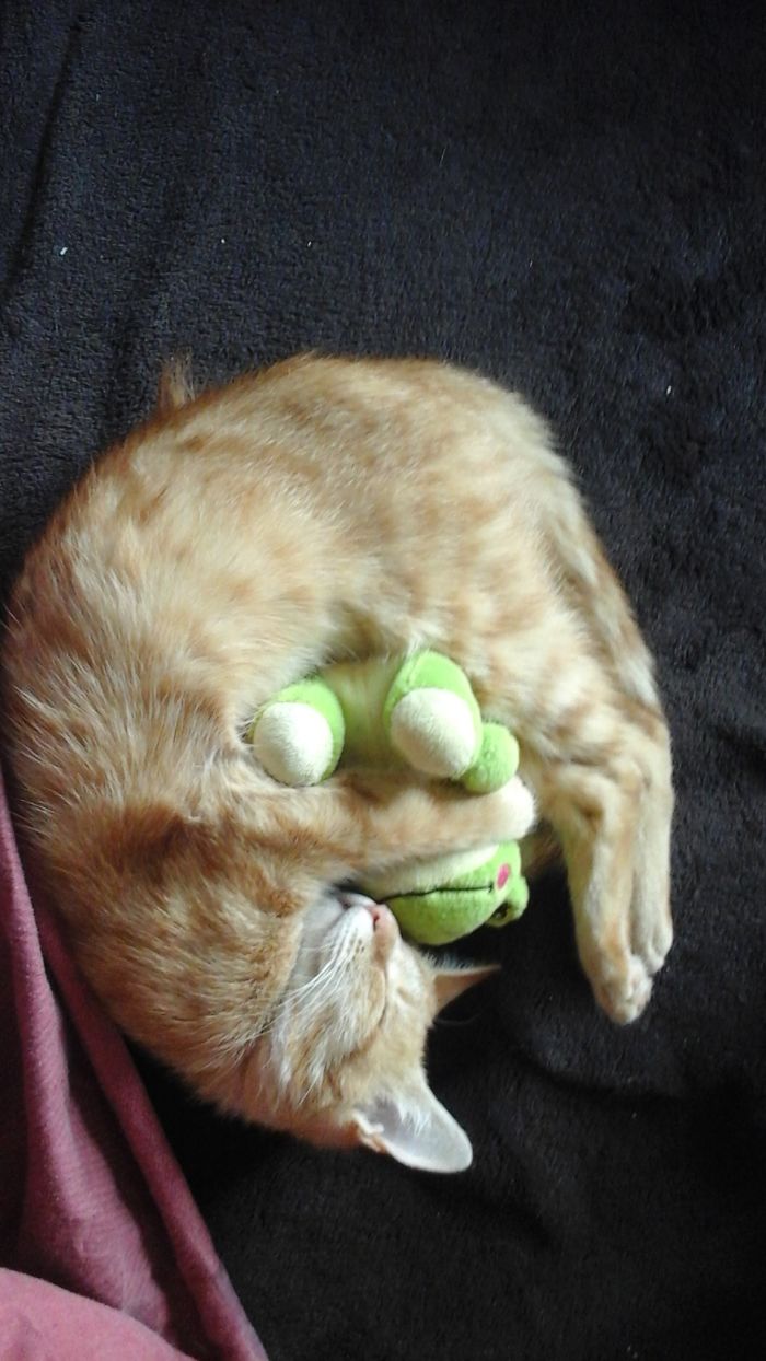 People Are Sharing Pics Of Their Cats Acting Weird (Add Yours)