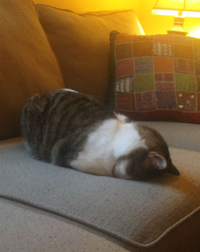 People Are Sharing Pics Of Their Cats Acting Weird (Add Yours)