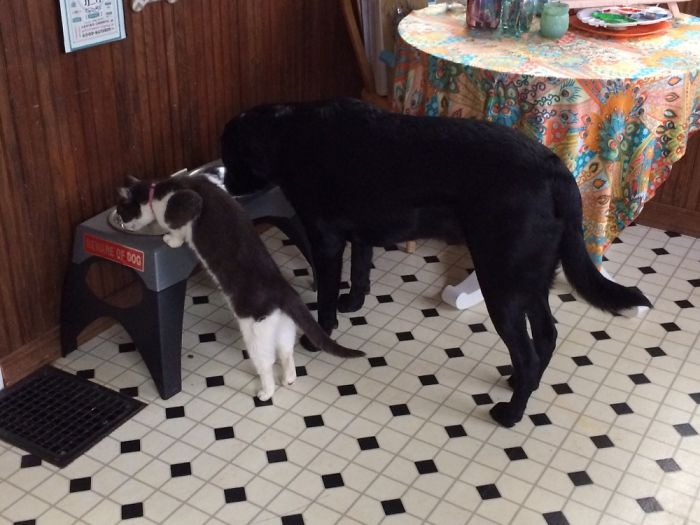 People Are Sharing Pics Of Their Cats Acting Weird (Add Yours)