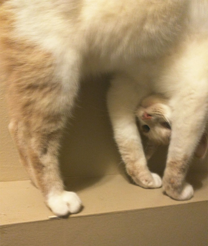 People Are Sharing Pics Of Their Cats Acting Weird (Add Yours)