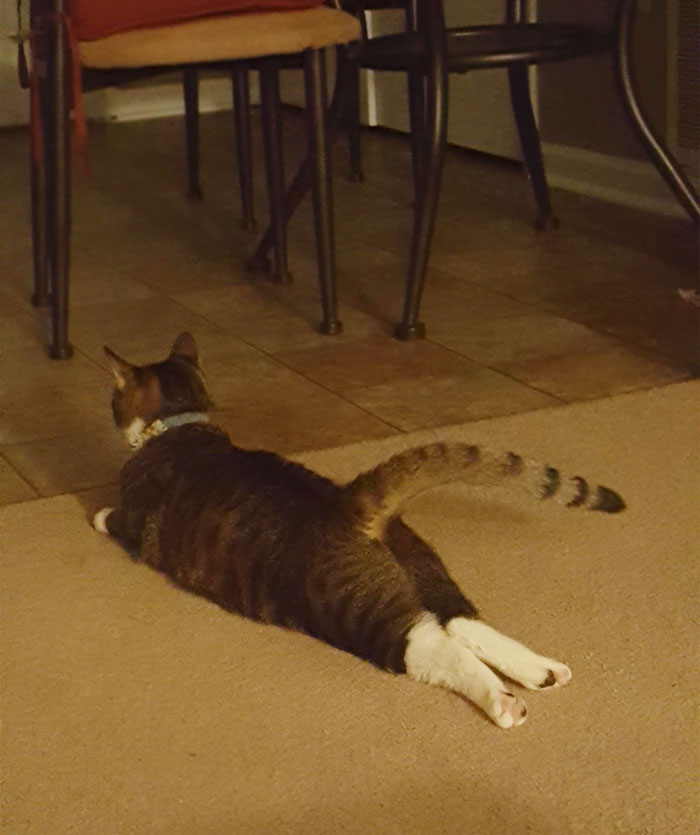 People Are Sharing Pics Of Their Cats Acting Weird (Add Yours)