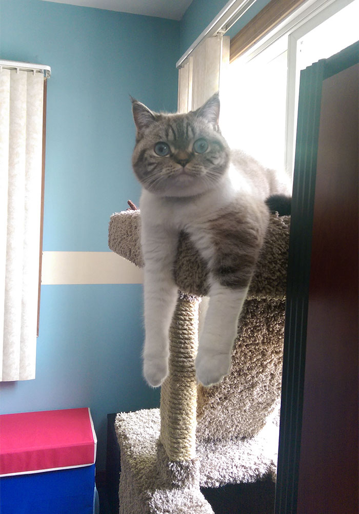 People Are Sharing Pics Of Their Cats Acting Weird (Add Yours)