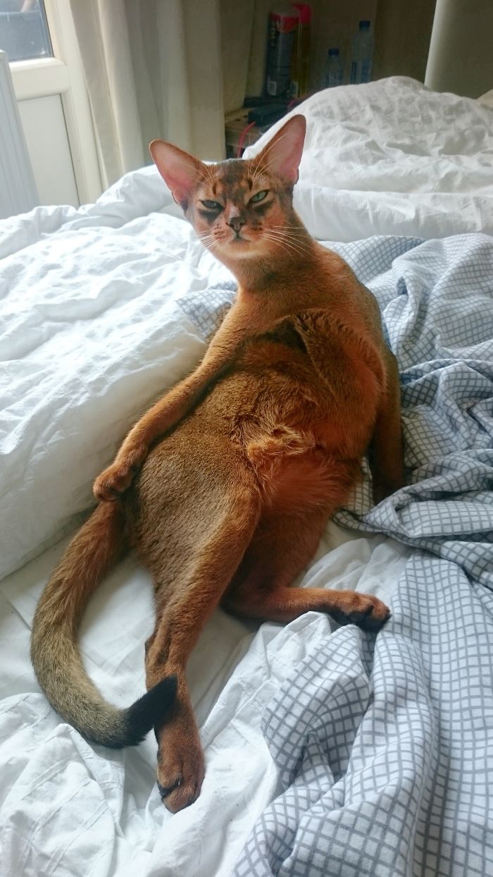 People Are Sharing Pics Of Their Cats Acting Weird (Add Yours)