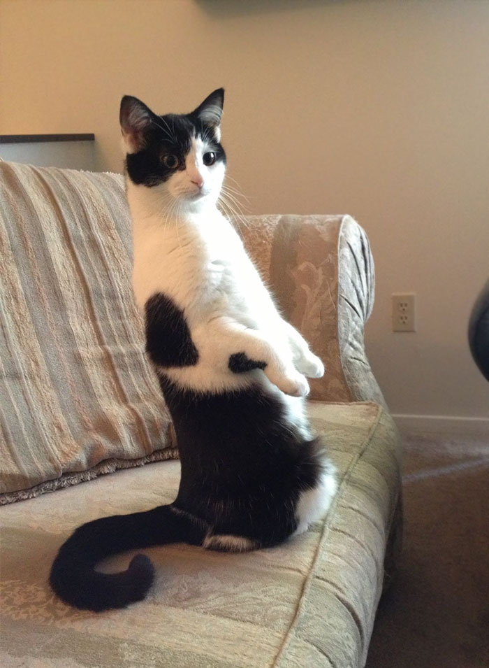 People Are Sharing Pics Of Their Cats Acting Weird (Add Yours)