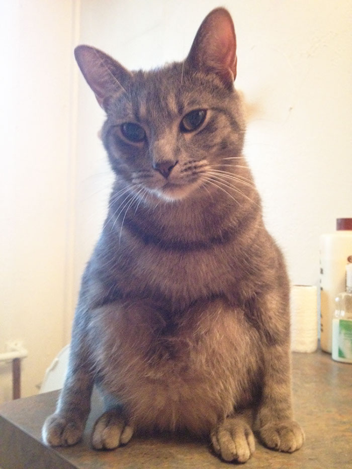 People Are Sharing Pics Of Their Cats Acting Weird (Add Yours)