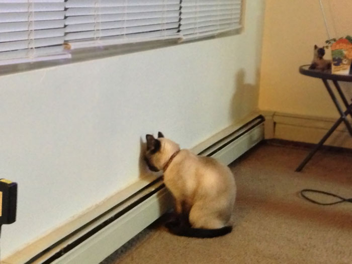 People Are Sharing Pics Of Their Cats Acting Weird (Add Yours)