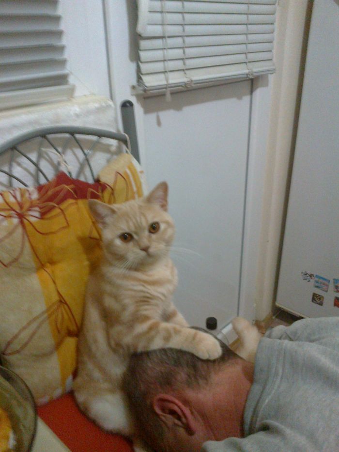 People Are Sharing Pics Of Their Cats Acting Weird (Add Yours)