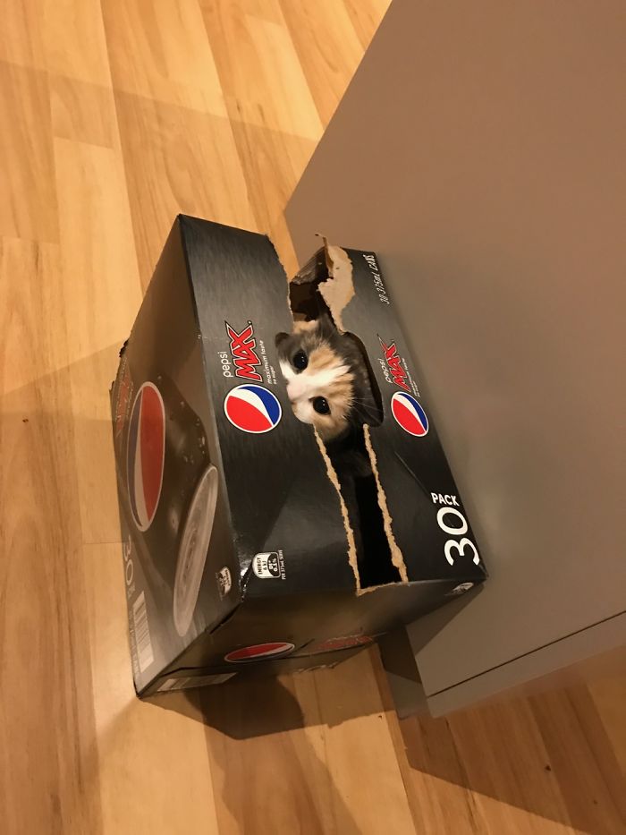 People Are Sharing Pics Of Their Cats Acting Weird (Add Yours)