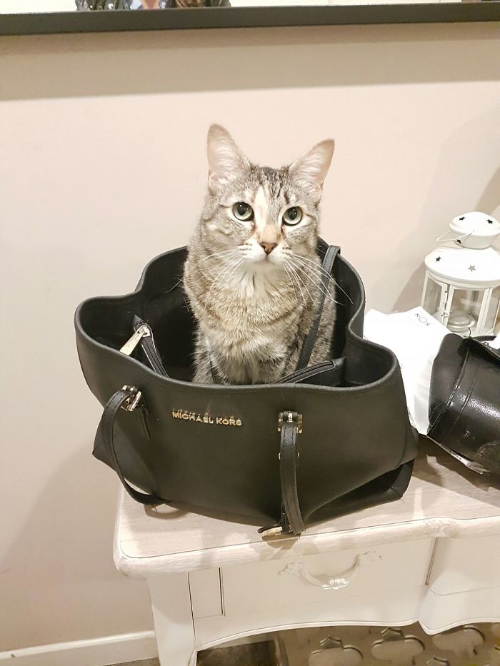 People Are Sharing Pics Of Their Cats Acting Weird (Add Yours)