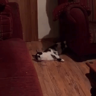 People Are Sharing Pics Of Their Cats Acting Weird (Add Yours)