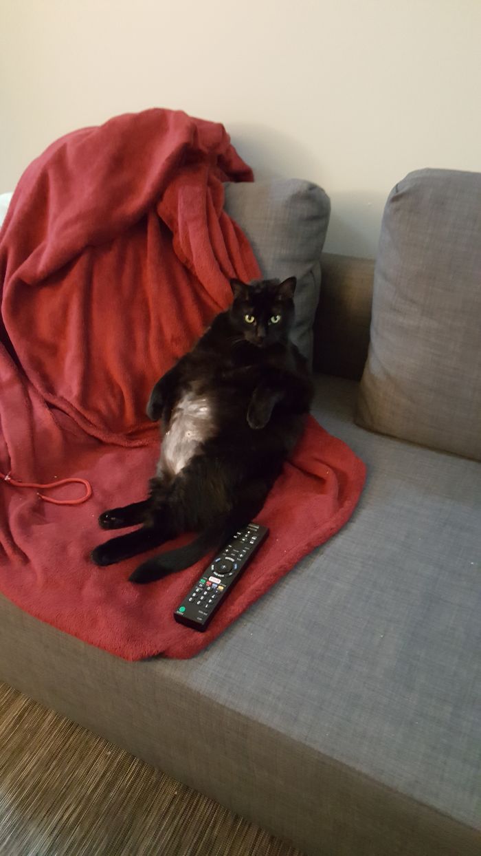 People Are Sharing Pics Of Their Cats Acting Weird (Add Yours)