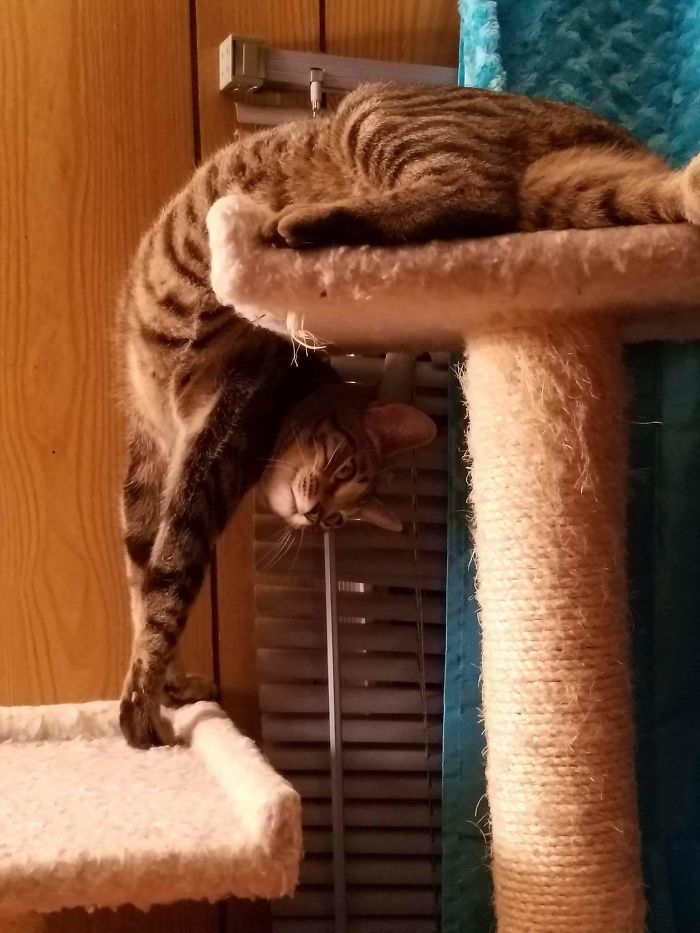 People Are Sharing Pics Of Their Cats Acting Weird (Add Yours)