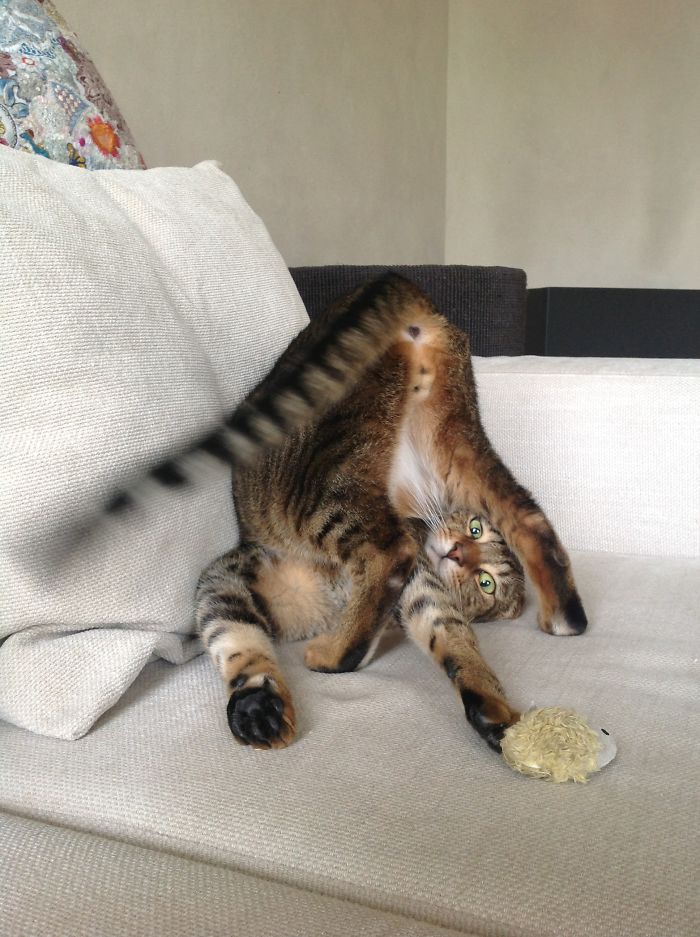 People Are Sharing Pics Of Their Cats Acting Weird (Add Yours)