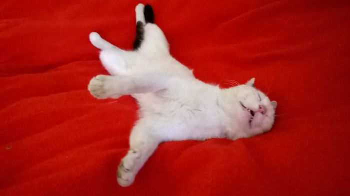 People Are Sharing Pics Of Their Cats Acting Weird (Add Yours)