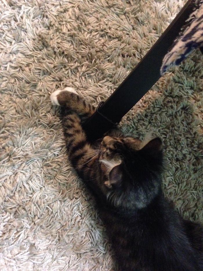 People Are Sharing Pics Of Their Cats Acting Weird (Add Yours)