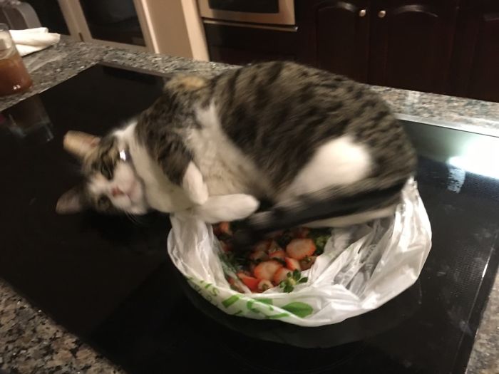 People Are Sharing Pics Of Their Cats Acting Weird (Add Yours)