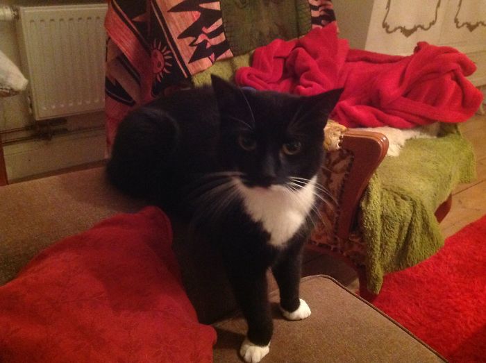 People Are Sharing Pics Of Their Cats Acting Weird (Add Yours)