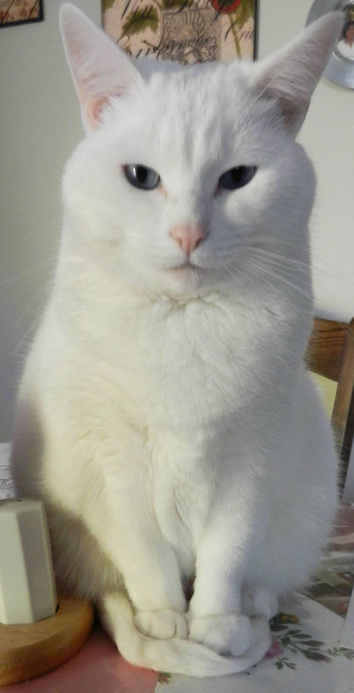 People Are Sharing Pics Of Their Cats Acting Weird (Add Yours)