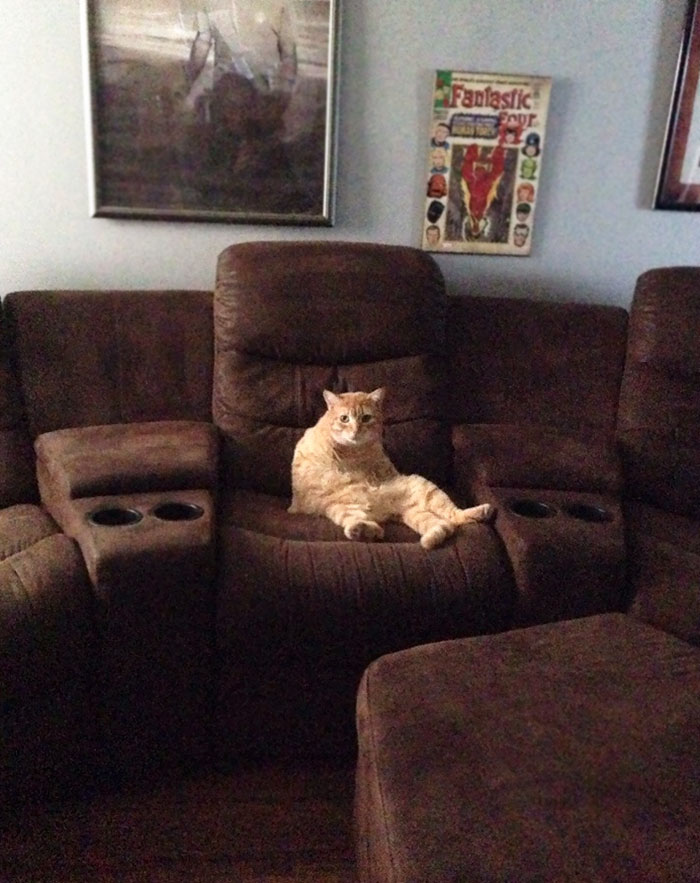 People Are Sharing Pics Of Their Cats Acting Weird (Add Yours)