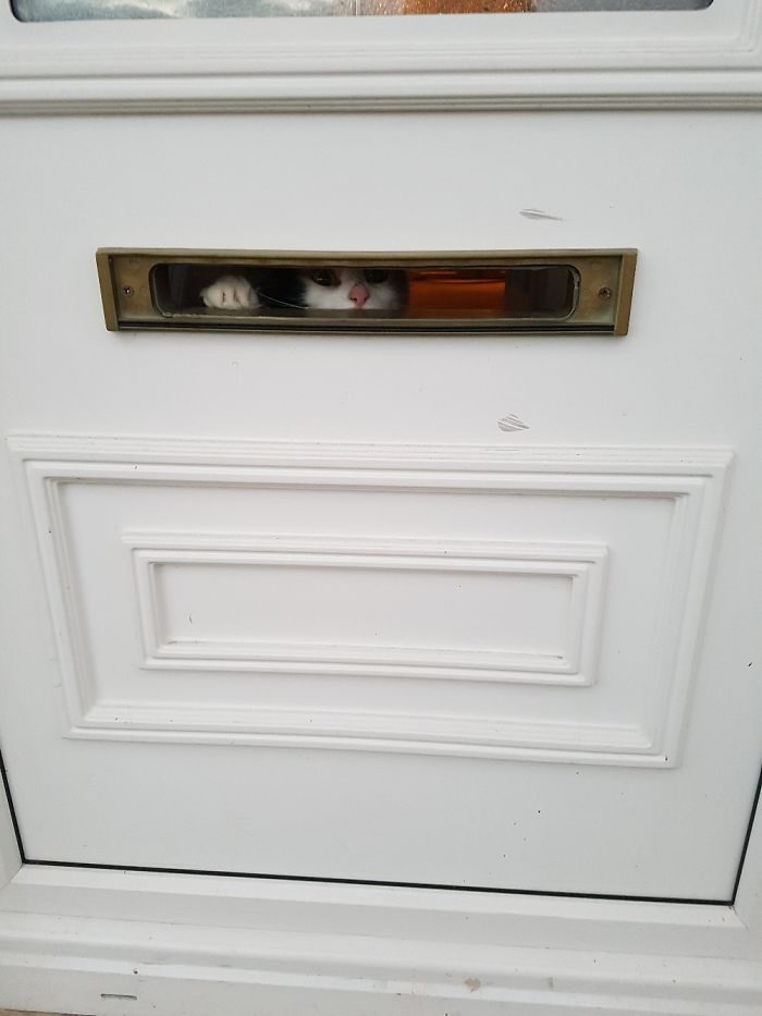 People Are Sharing Pics Of Their Cats Acting Weird (Add Yours)