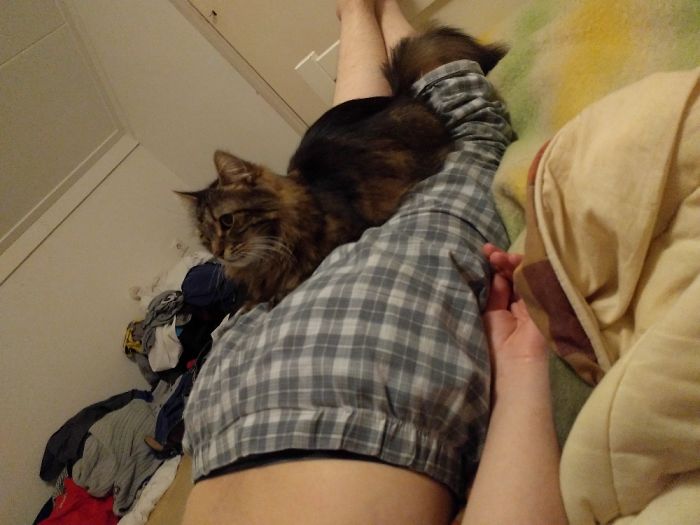 People Are Sharing Pics Of Their Cats Acting Weird (Add Yours)