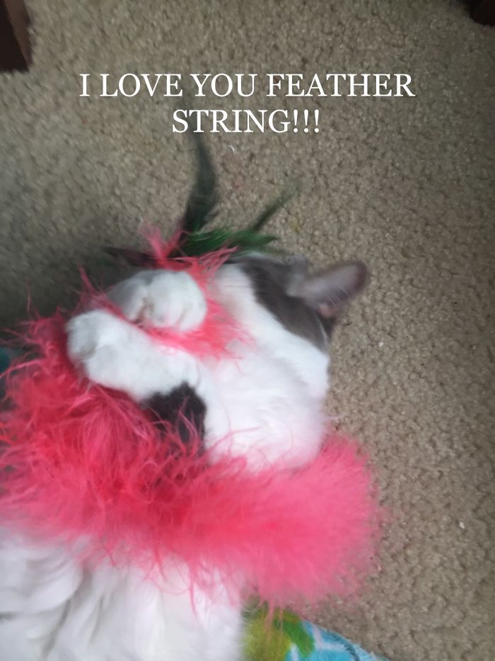 People Are Sharing Pics Of Their Cats Acting Weird (Add Yours)