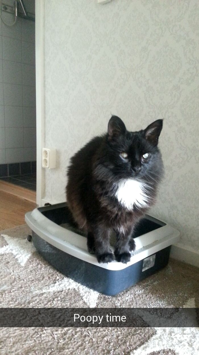 People Are Sharing Pics Of Their Cats Acting Weird (Add Yours)