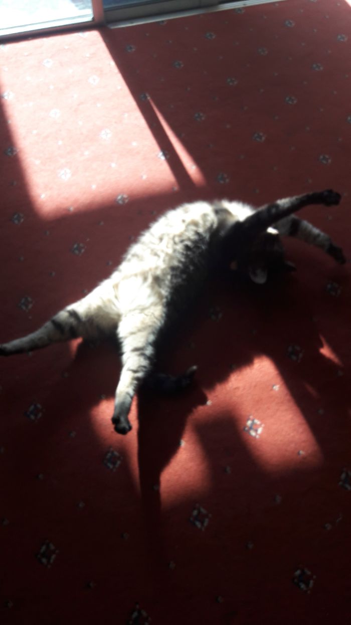 People Are Sharing Pics Of Their Cats Acting Weird (Add Yours)