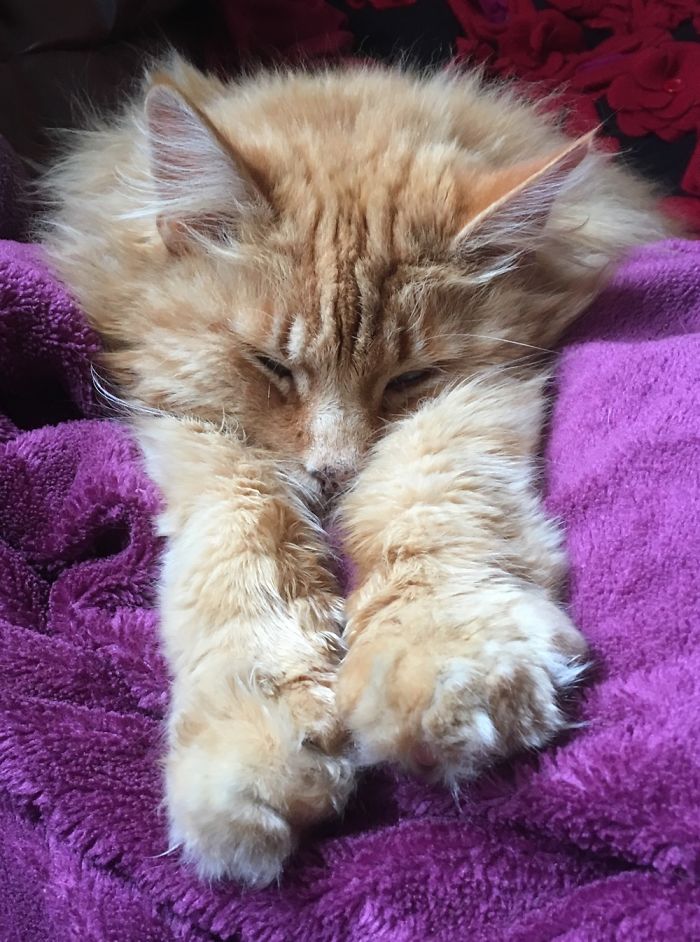 People Are Sharing Pics Of Their Cats Acting Weird (Add Yours)