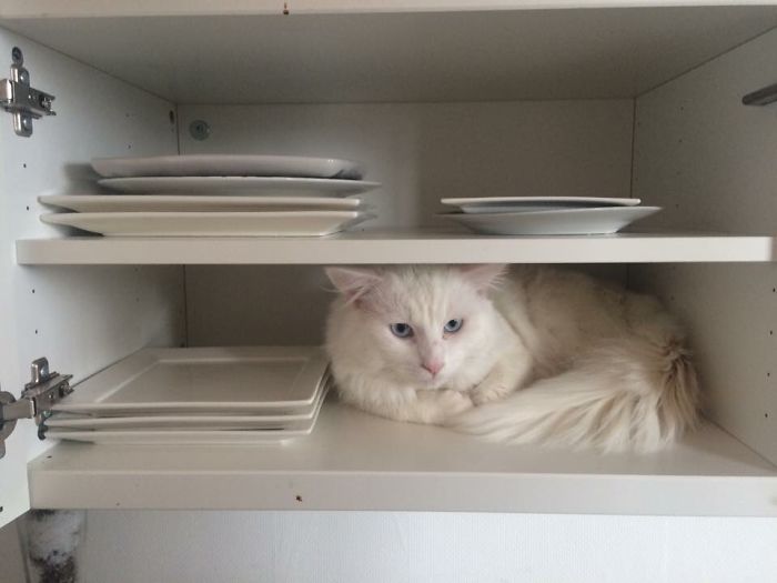 People Are Sharing Pics Of Their Cats Acting Weird (Add Yours)