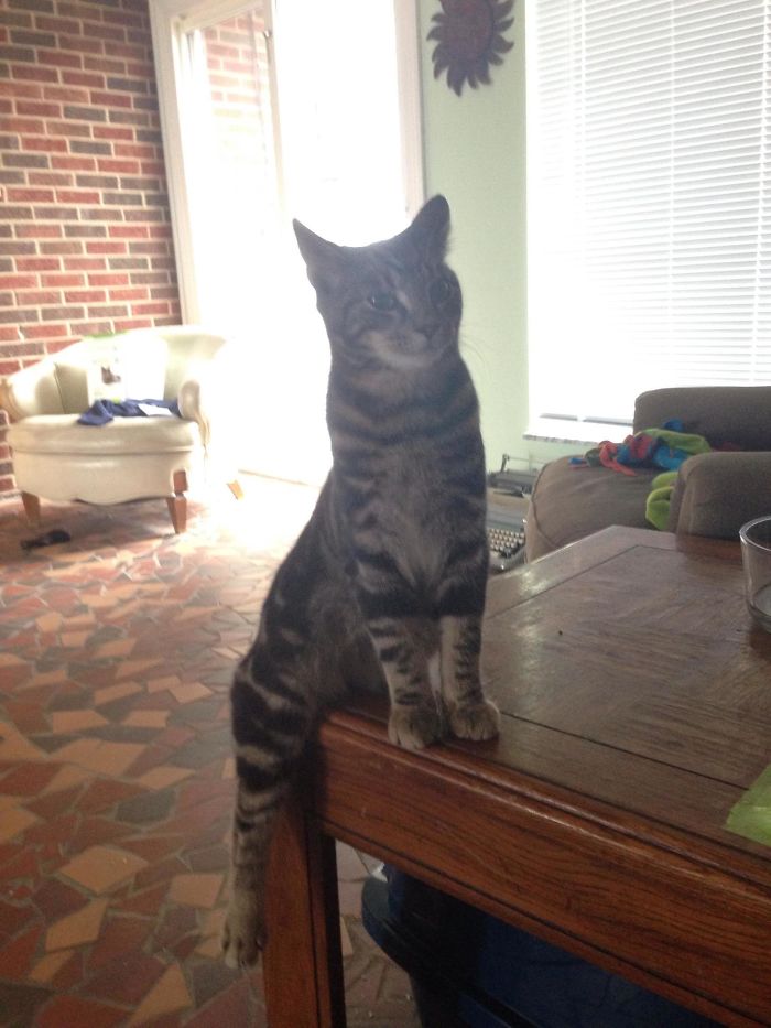 People Are Sharing Pics Of Their Cats Acting Weird (Add Yours)
