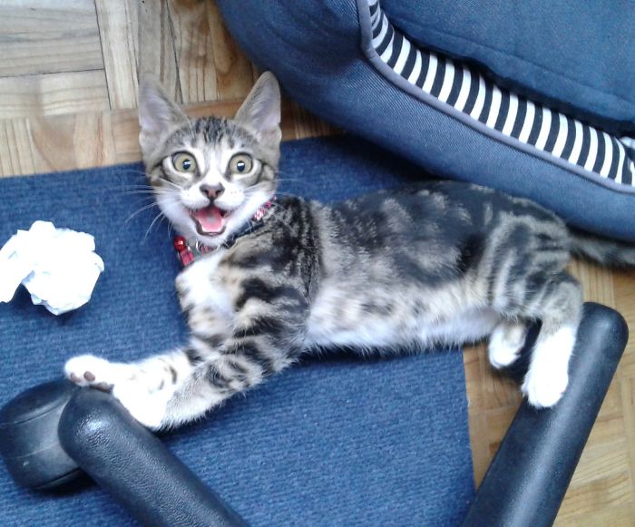 People Are Sharing Pics Of Their Cats Acting Weird (Add Yours)