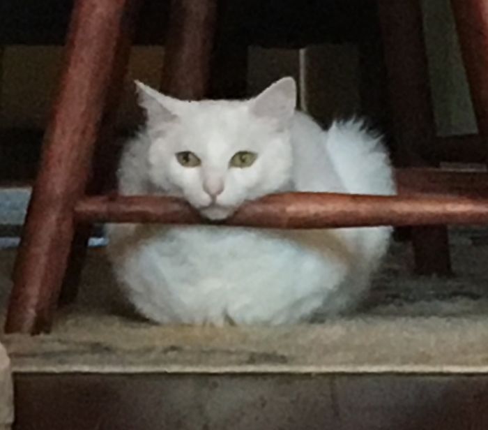 People Are Sharing Pics Of Their Cats Acting Weird (Add Yours)