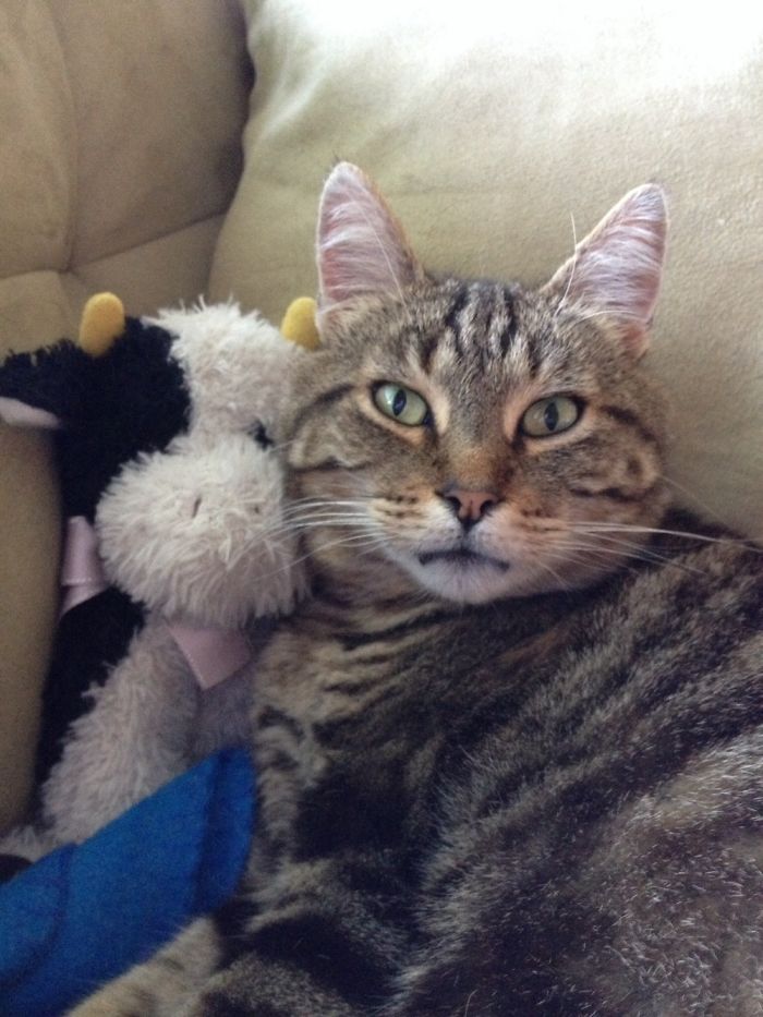 People Are Sharing Pics Of Their Cats Acting Weird (Add Yours)