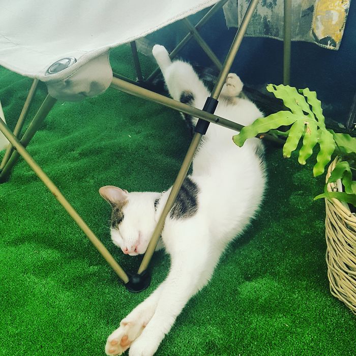 People Are Sharing Pics Of Their Cats Acting Weird (Add Yours)